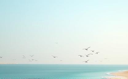 Serene view of the Kuwait coastline with seabirds flying